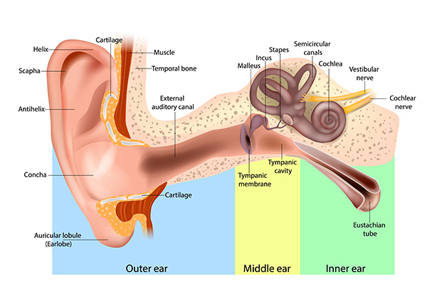 anatomy of the inner human ear