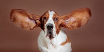 animal audiology photo of a basset hound with its ears out