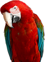 Parrot chatting about tinnitus and hearing loss