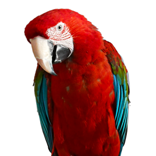 Parrot chatting about tinnitus and hearing loss