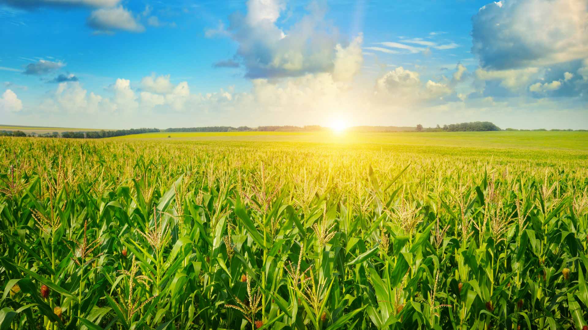 Image show a sunny cornfield