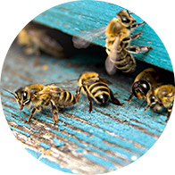 Image shows bees