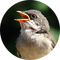 Image shows bird singing 
