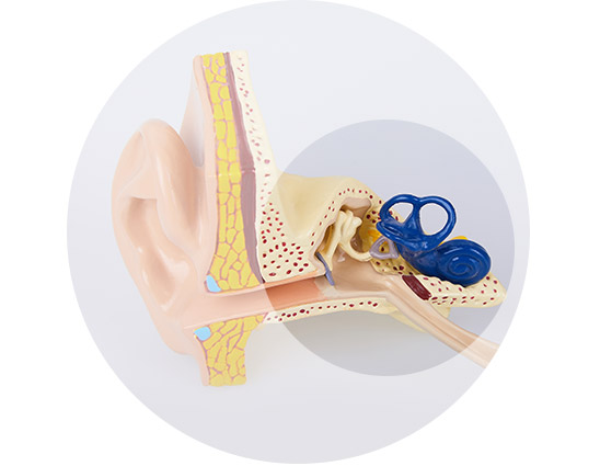 Image shows where noise-induced hearing loss occurs in an ear