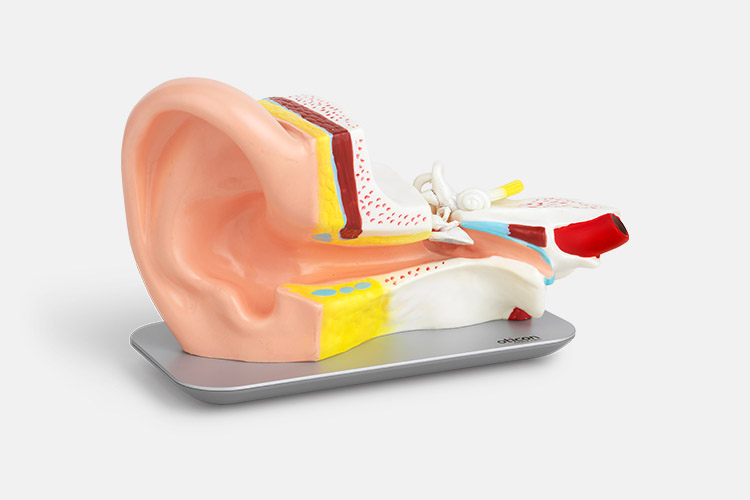 Image show illustration of an ear